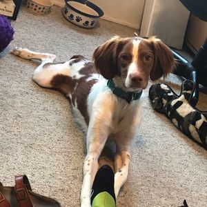 Meet your Posher, Brittany